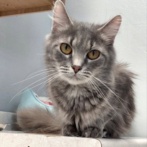 Scarlet @ The Cat's Brew, an adoptable Domestic Short Hair in Montello, WI