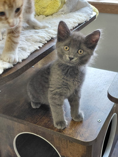 Hayes, an adoptable Domestic Medium Hair in Montello, WI