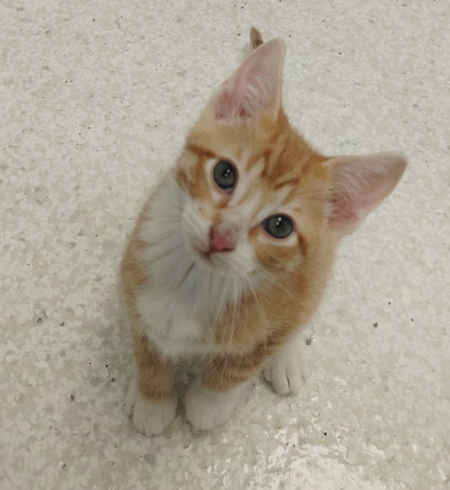 Harper, an adoptable Domestic Short Hair in Montello, WI