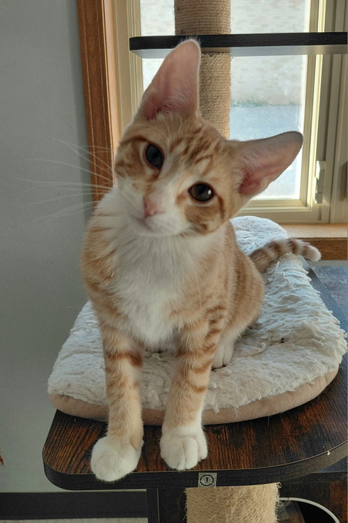 Harper, Baby Domestic Short Hair (short coat), cat for adoption in Madison, Wisconsin