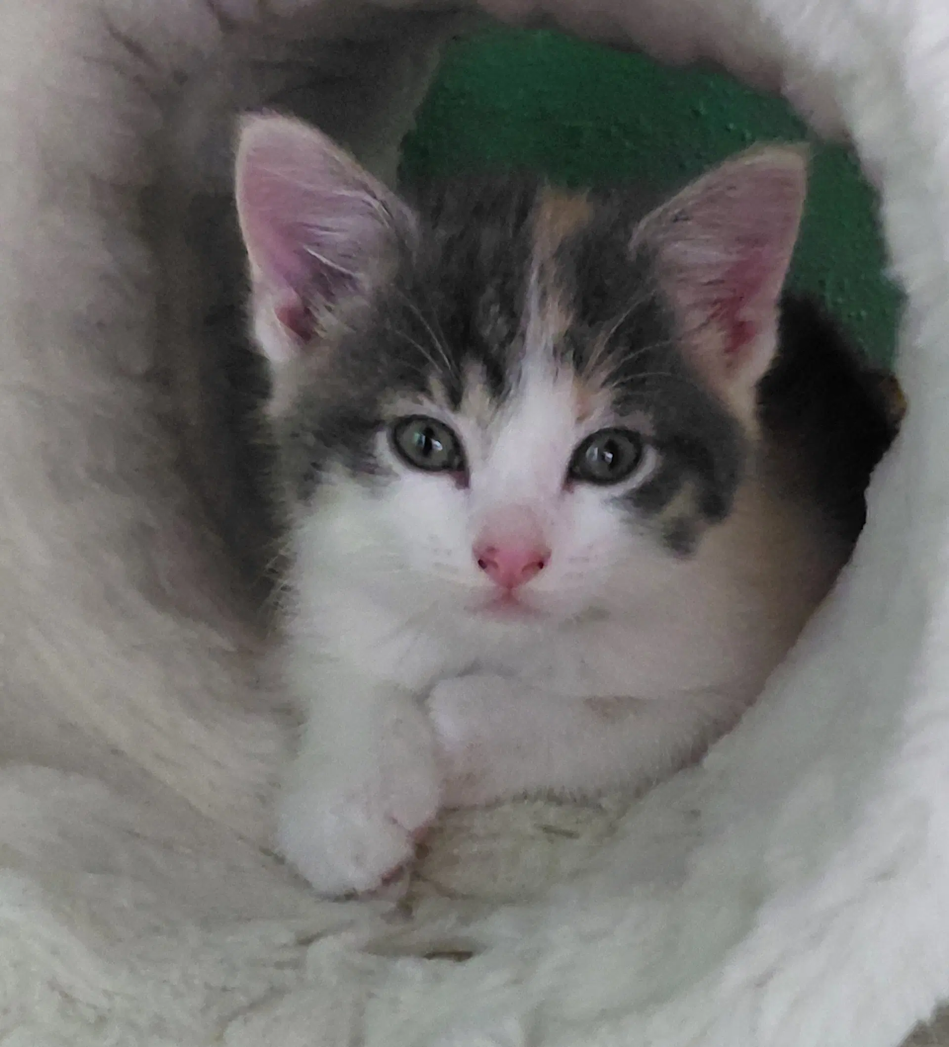 Portobello - Domestic Short Hair