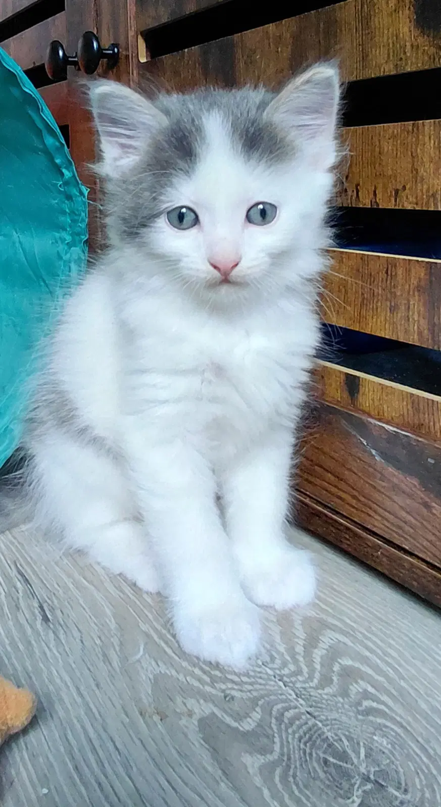 Morel - Domestic Medium Hair