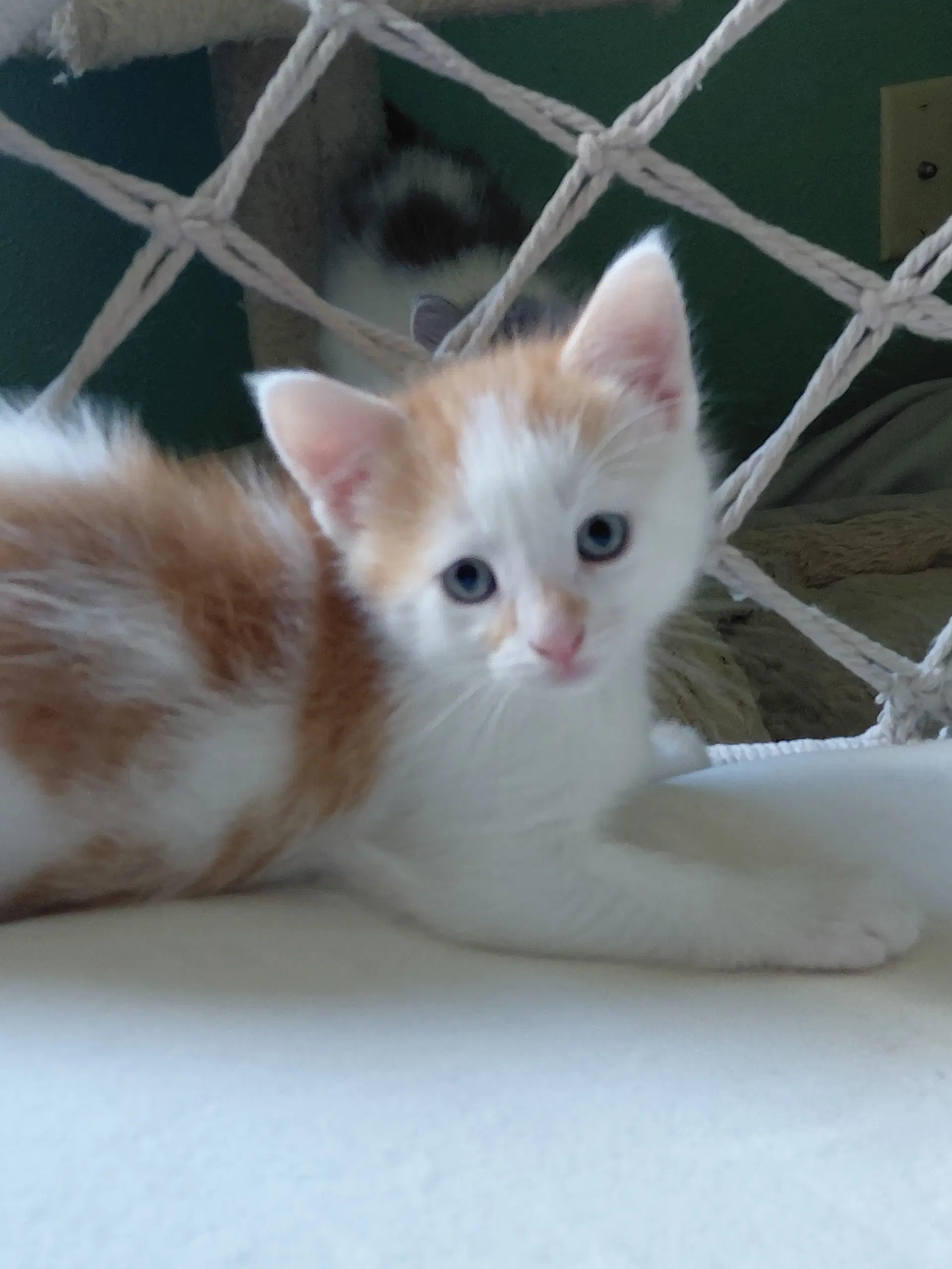 Shiitake - Domestic Short Hair