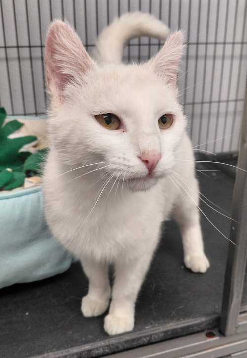 Coconut, an adoptable Domestic Short Hair in Montello, WI