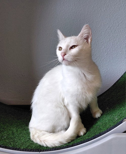 Coconut, Young Domestic Short Hair (short coat), cat for adoption in Oshkosh, Wisconsin
