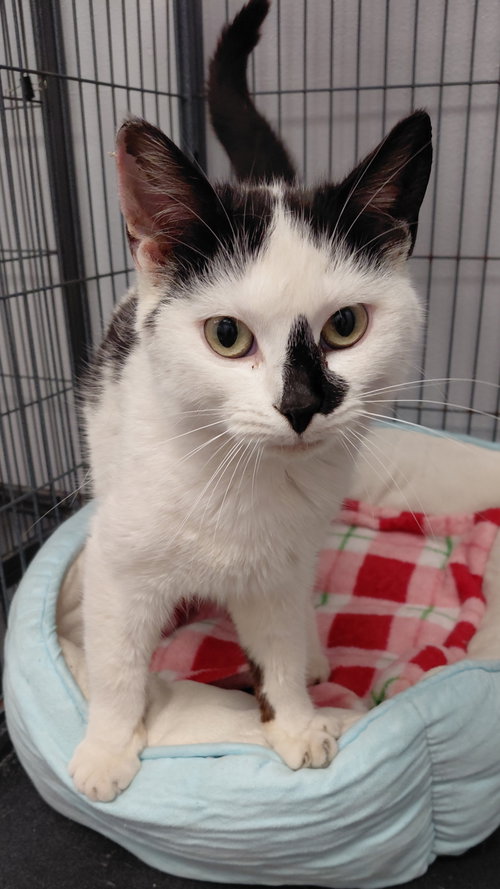 Malibu, an adoptable Domestic Short Hair in Montello, WI