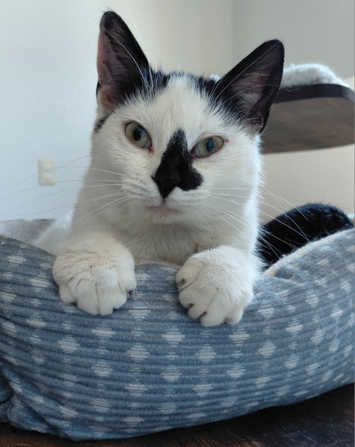 Malibu, Adult Domestic Short Hair (short coat), cat for adoption in Montello, Wisconsin