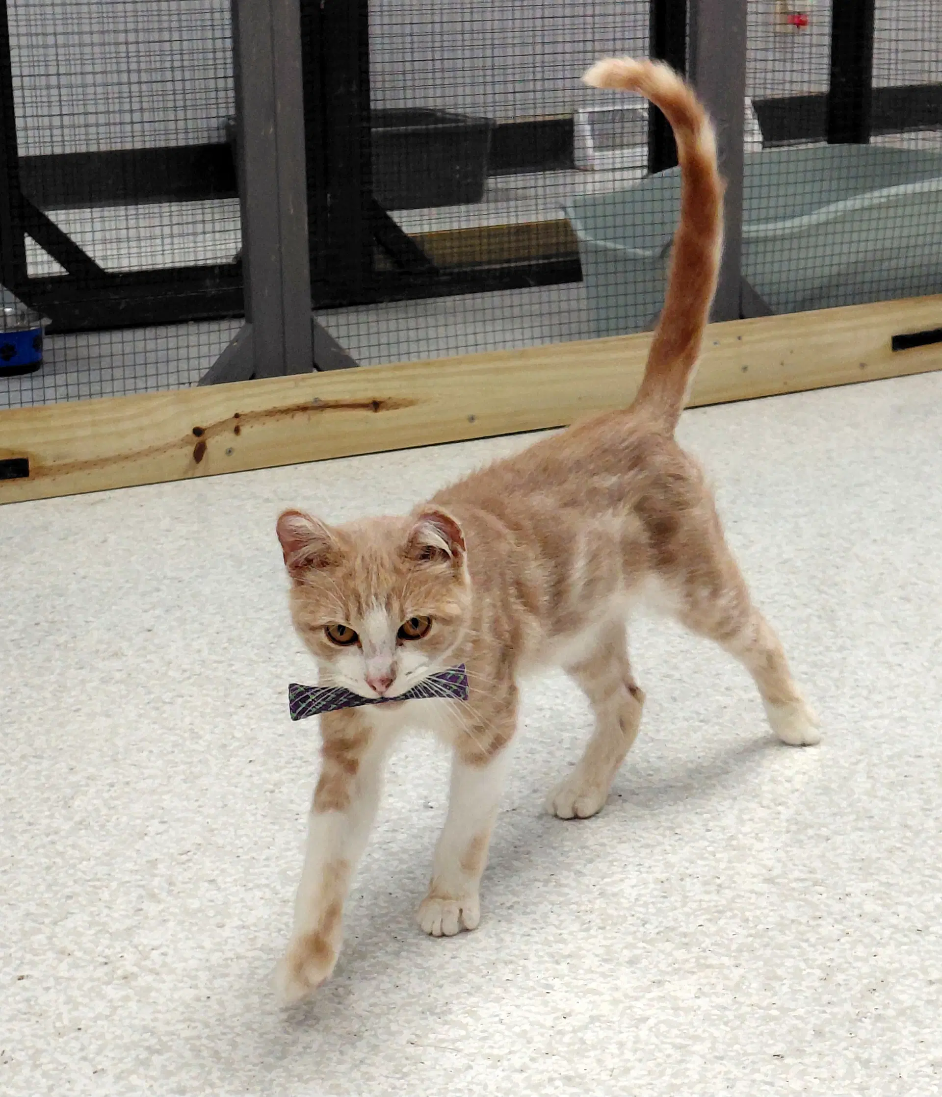 Newton - Domestic Short Hair