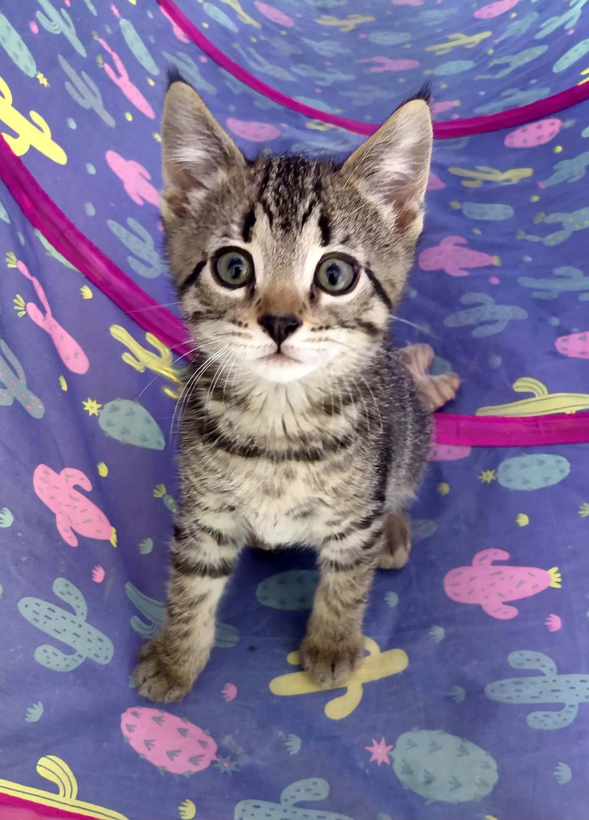 Fraser - Domestic Short Hair