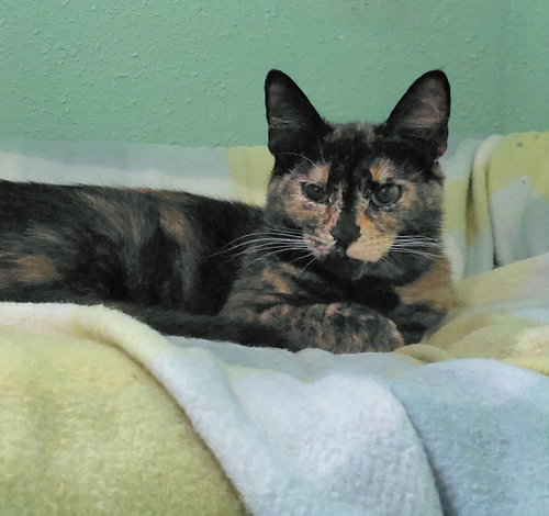 Photo 6 of Penny @ The Cat's Brew