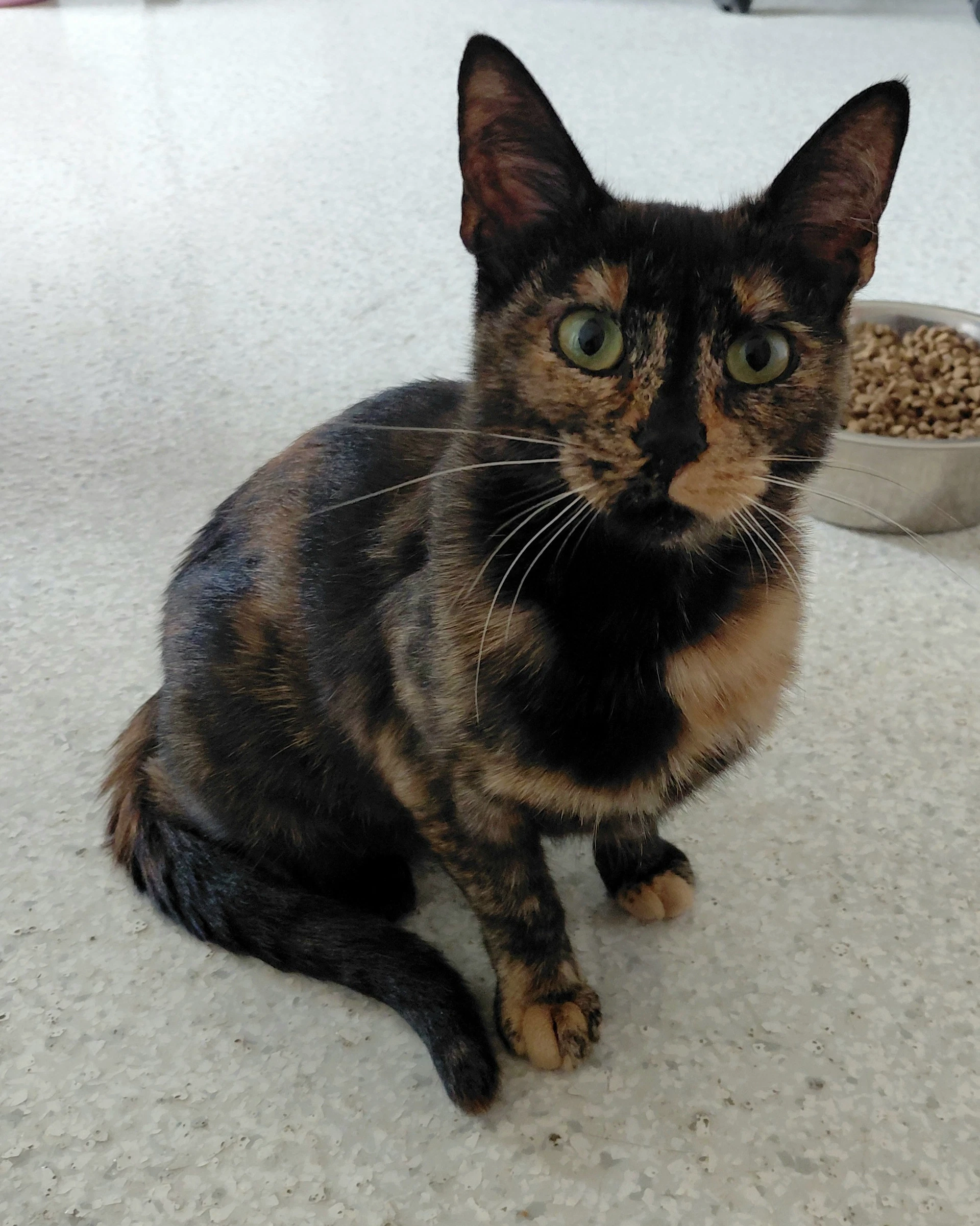 Penny  The Cat's Brew