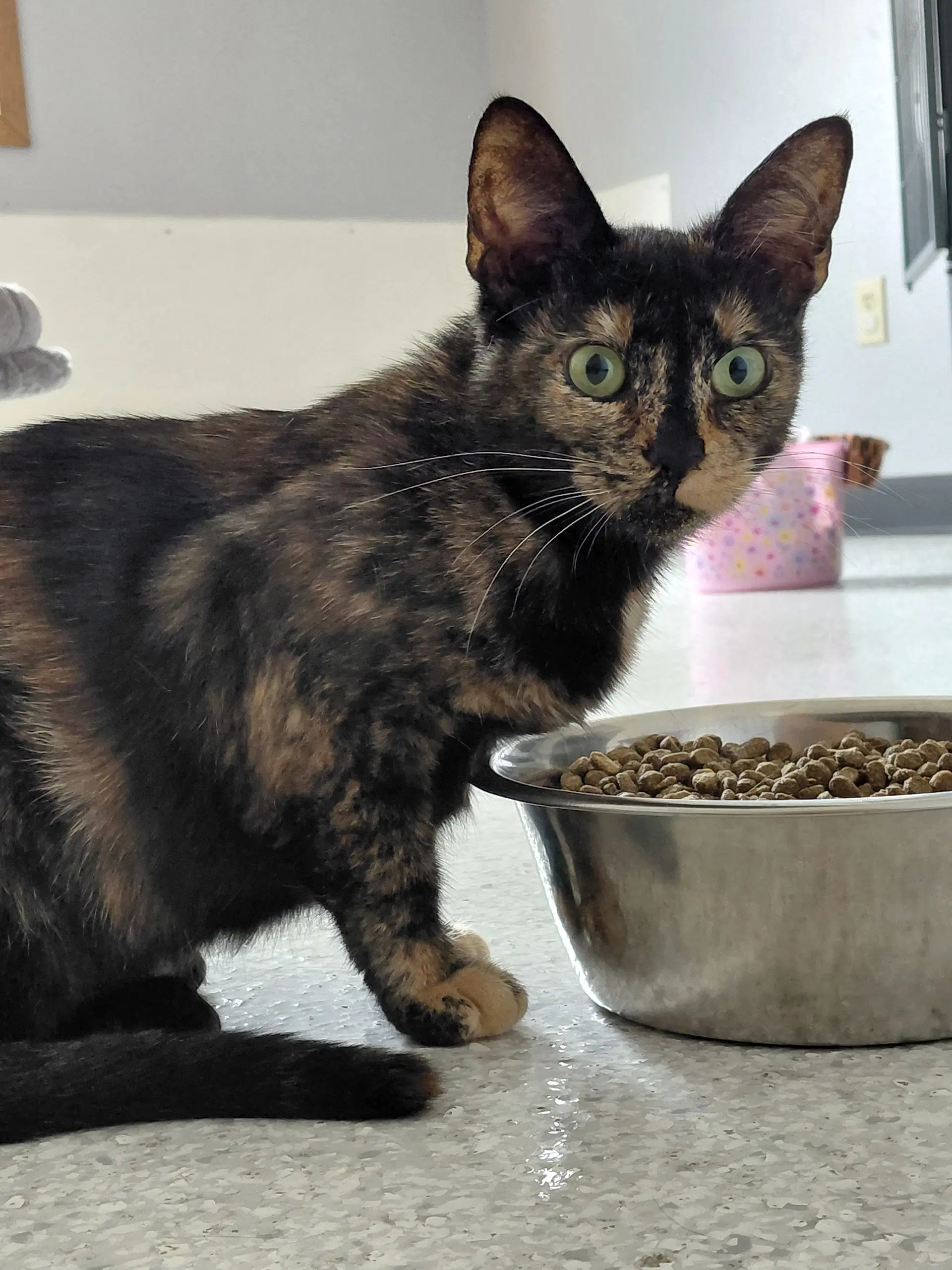 Penny  The Cat's Brew image 2