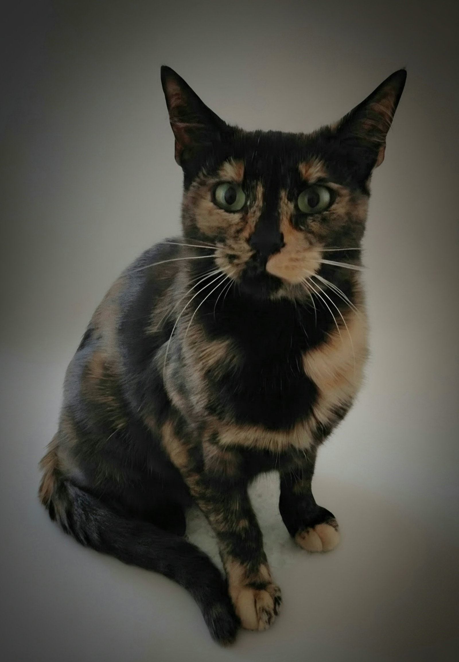 Penny @ The Cat's Brew, photo 2