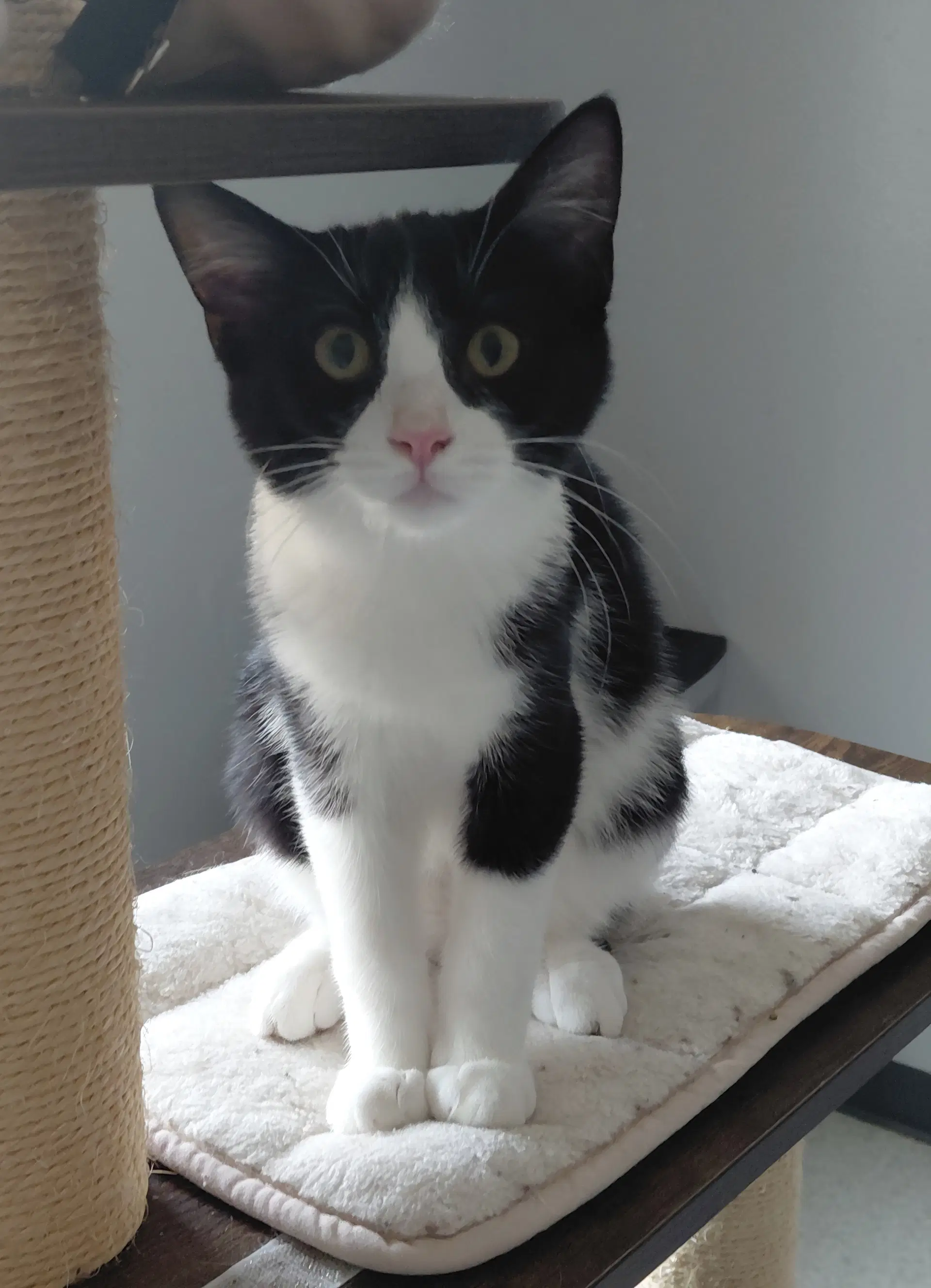Juniper - Domestic Short Hair