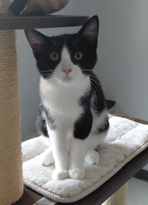Juniper, a cat for adoption from Little Orphan's Animal Rescue, Inc.
