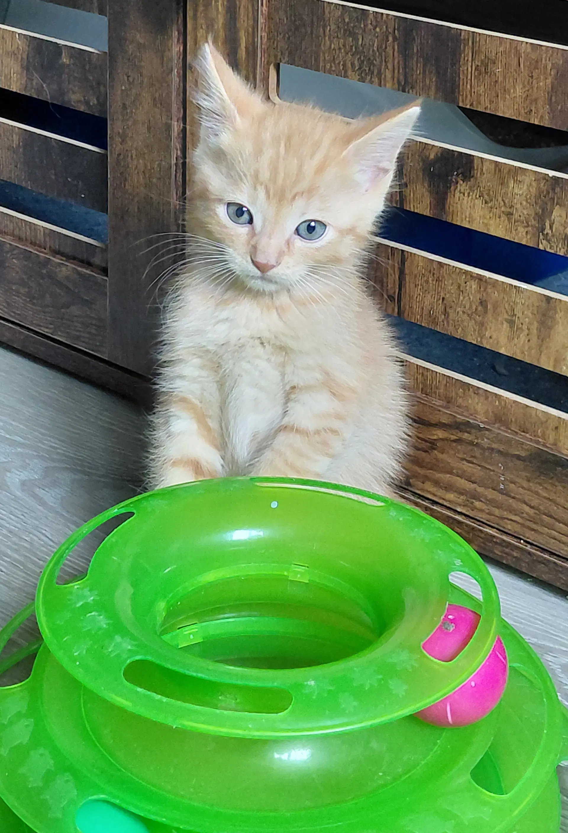 Sheldon image 4