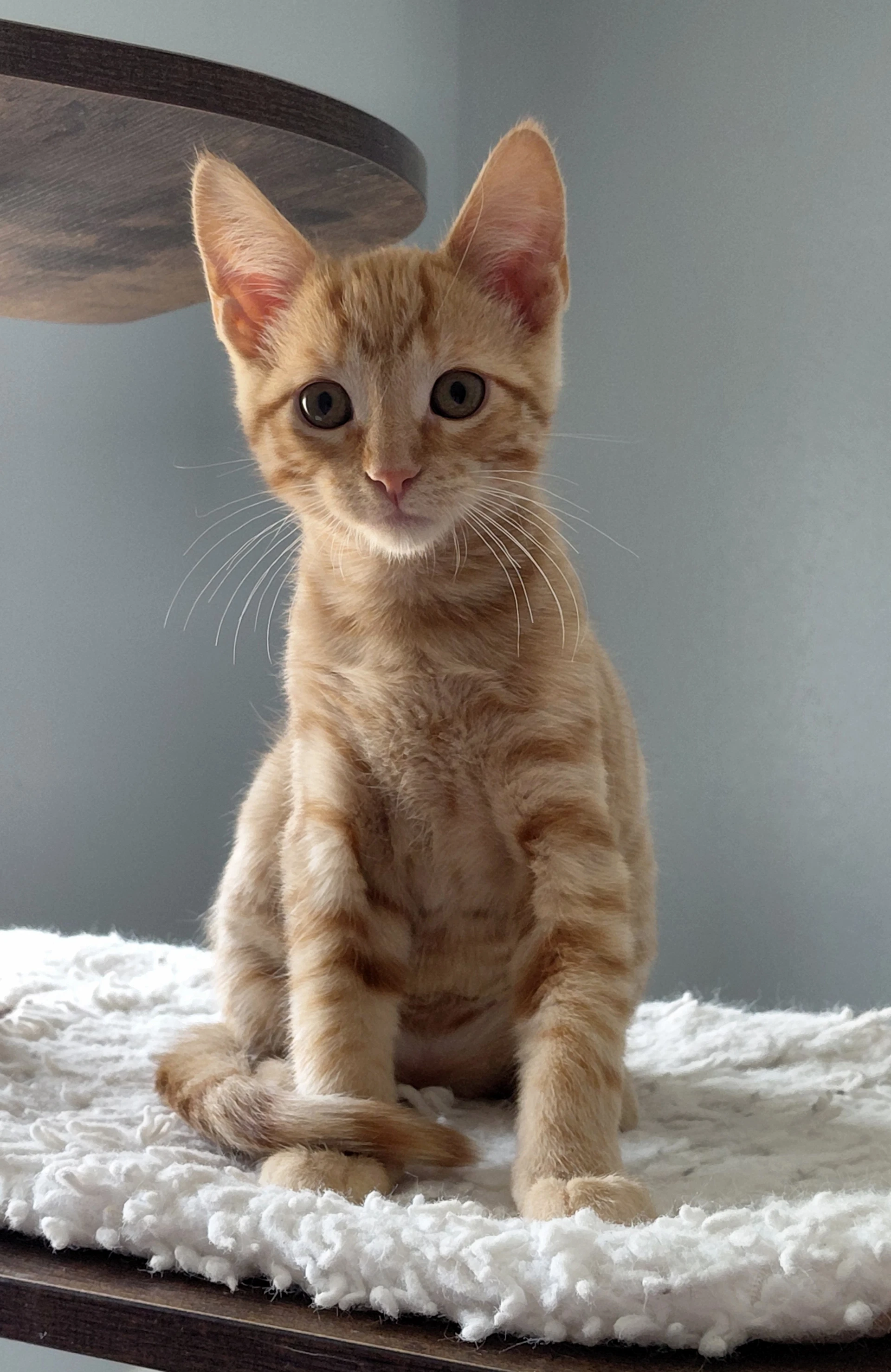 Sheldon