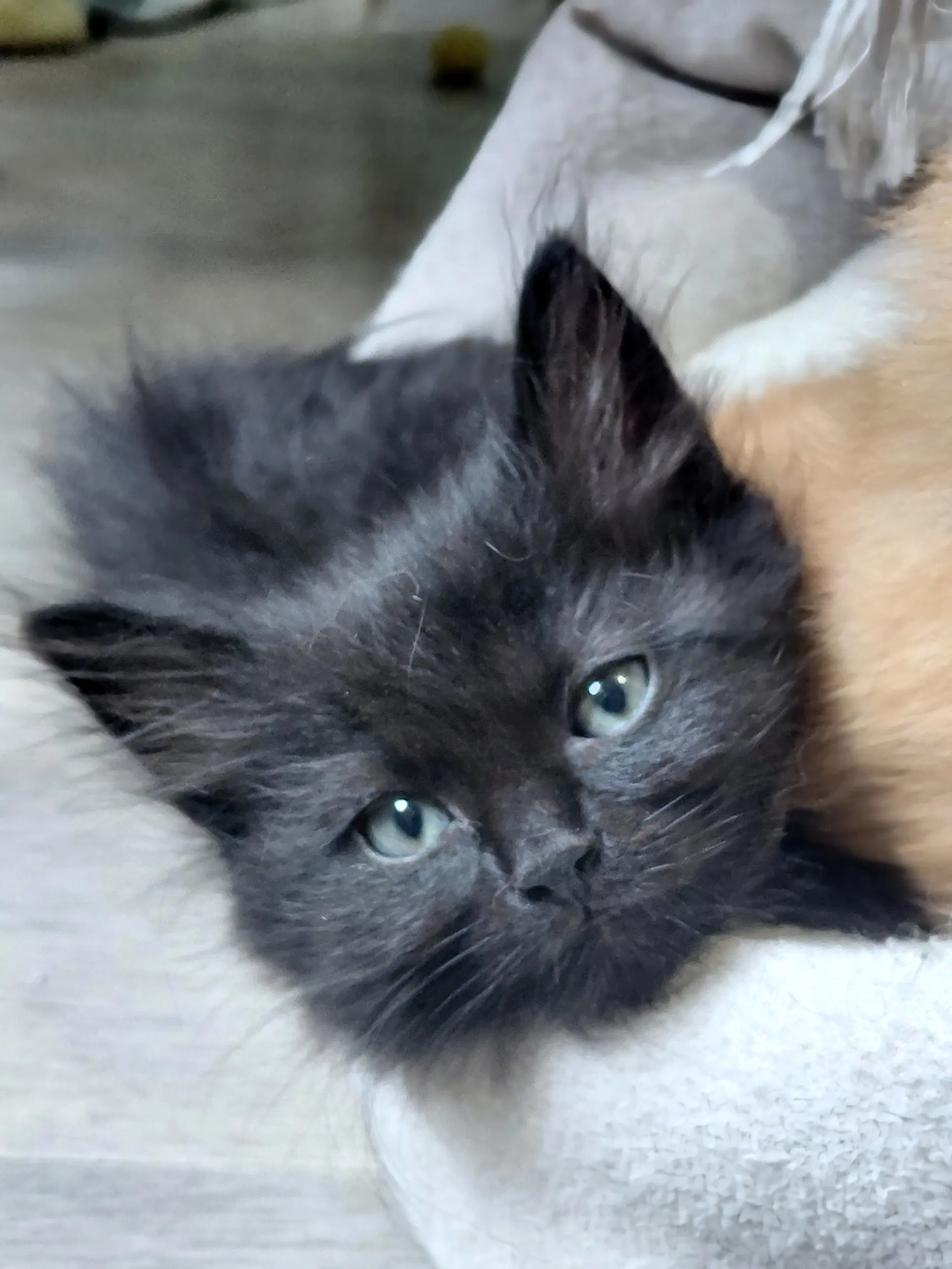 Raj - Domestic Short Hair