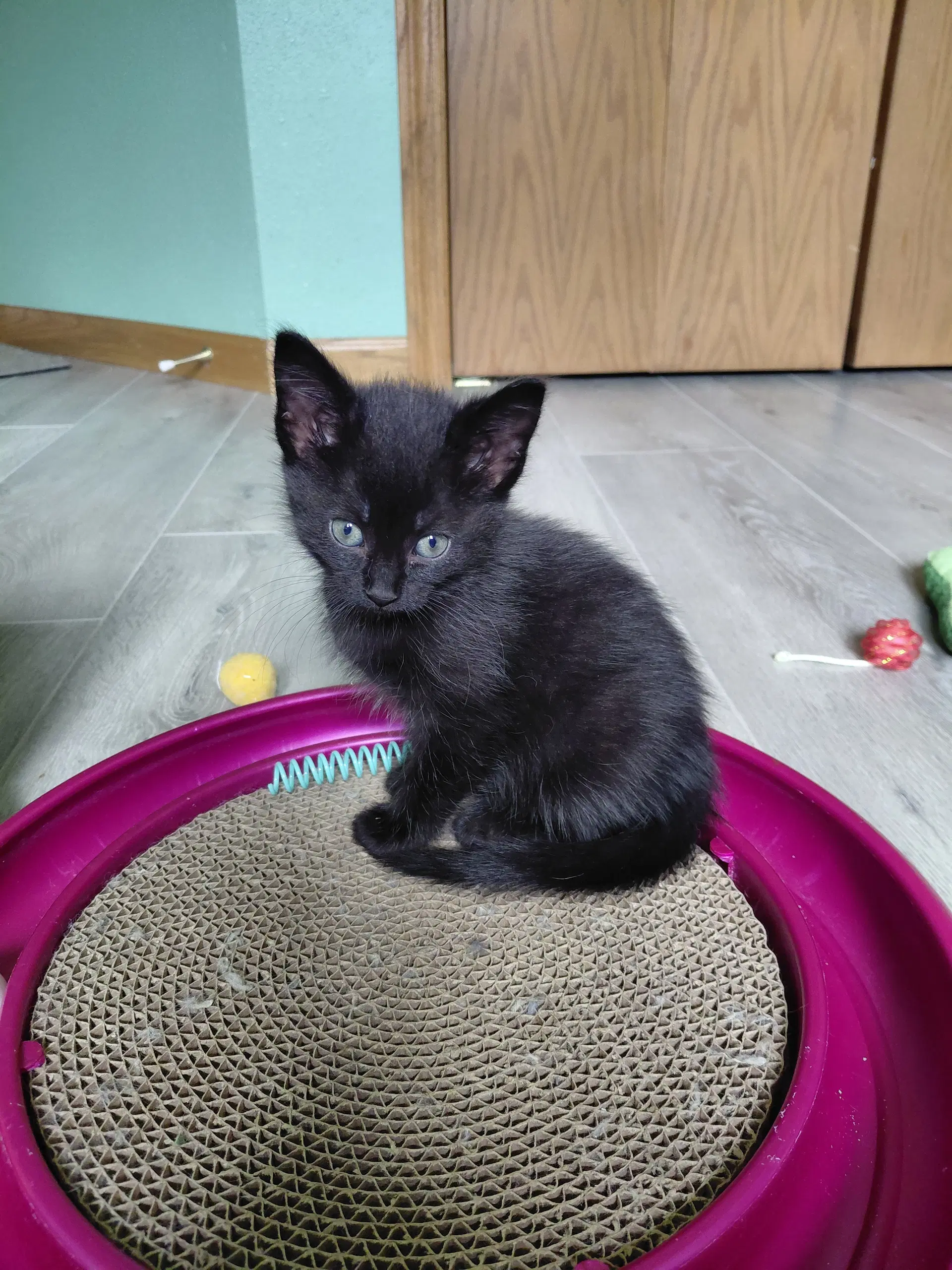 Bernadette - Domestic Short Hair