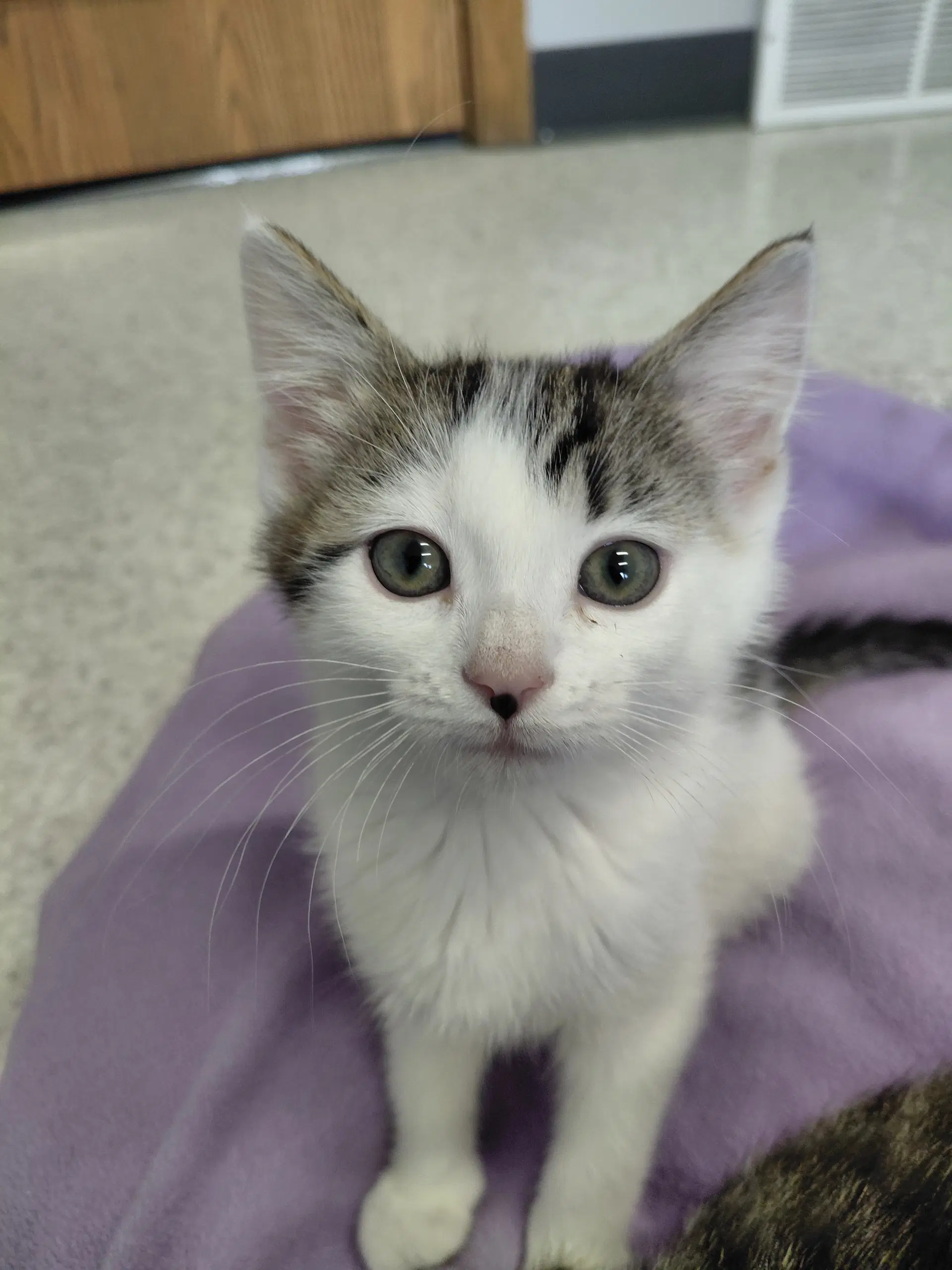 Laurel - Domestic Short Hair