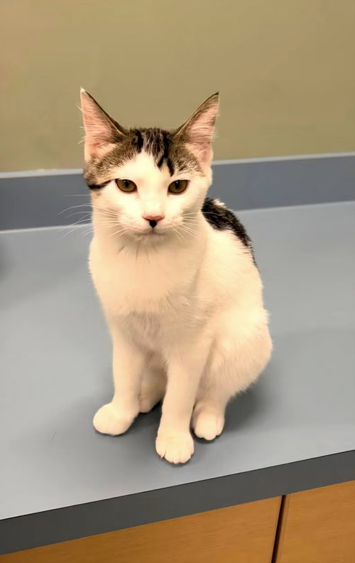 Laurel @ The Cat's Brew, a cat for adoption from Little Orphan's Animal Rescue, Inc.