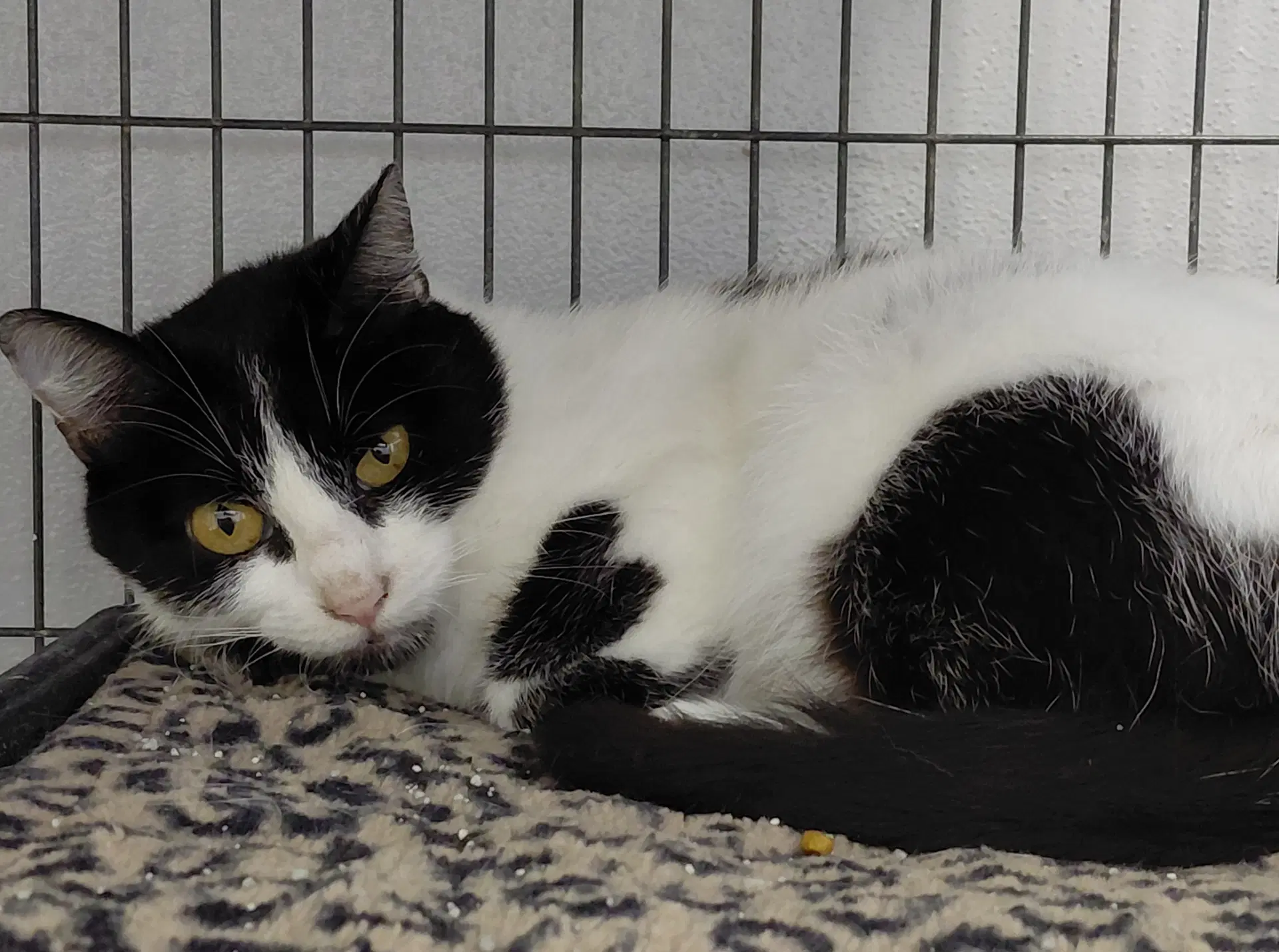 Betsey - Domestic Short Hair