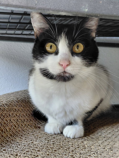 Betsey, Adult Domestic Short Hair (short coat), cat for adoption in Madison, Wisconsin