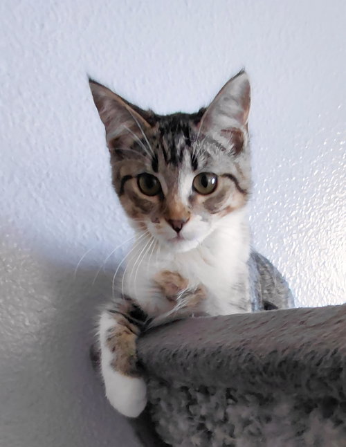 Bindi photo 3
