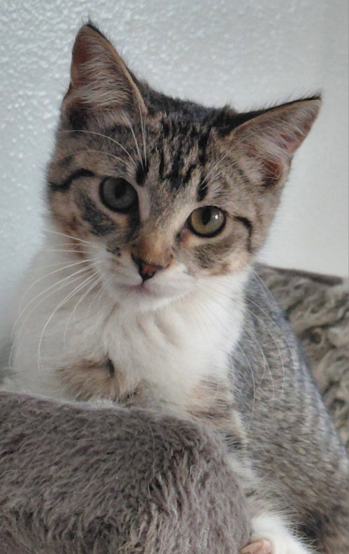 Bindi, Baby Domestic Short Hair (short coat), cat for adoption in Madison, Wisconsin