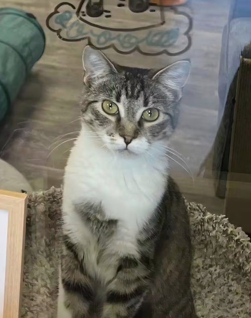 Photo 4 of Bindi @ The Cat's Brew