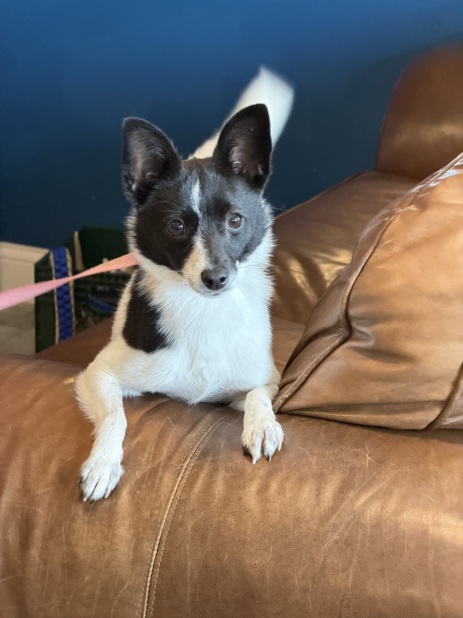 Mindi