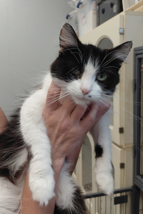 Morticia, an adoptable Domestic Long Hair in Montello, WI