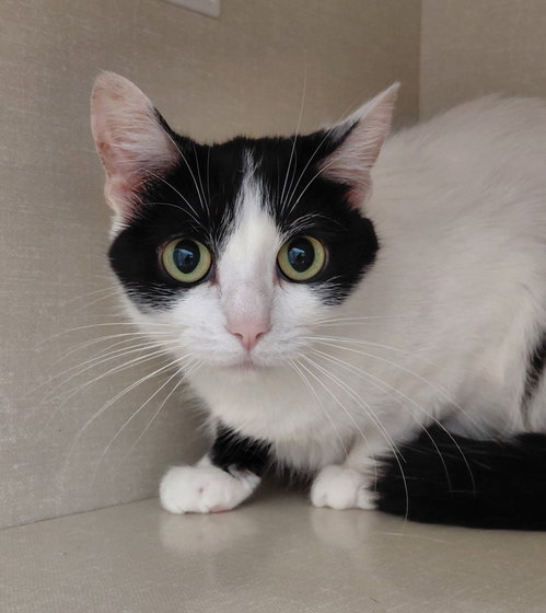 Wednesday, an adoptable Domestic Short Hair in Montello, WI