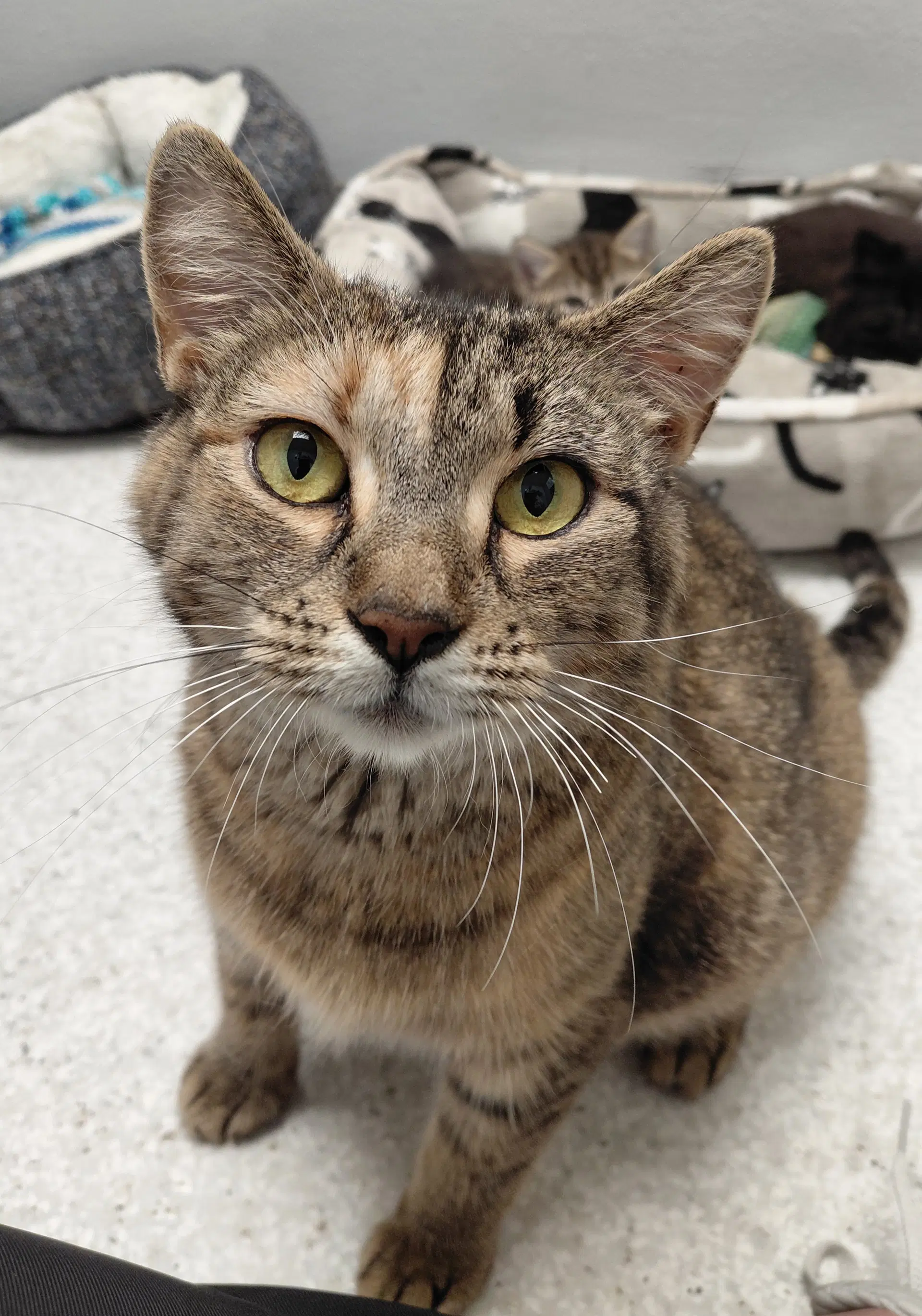 Jersey - Domestic Short Hair