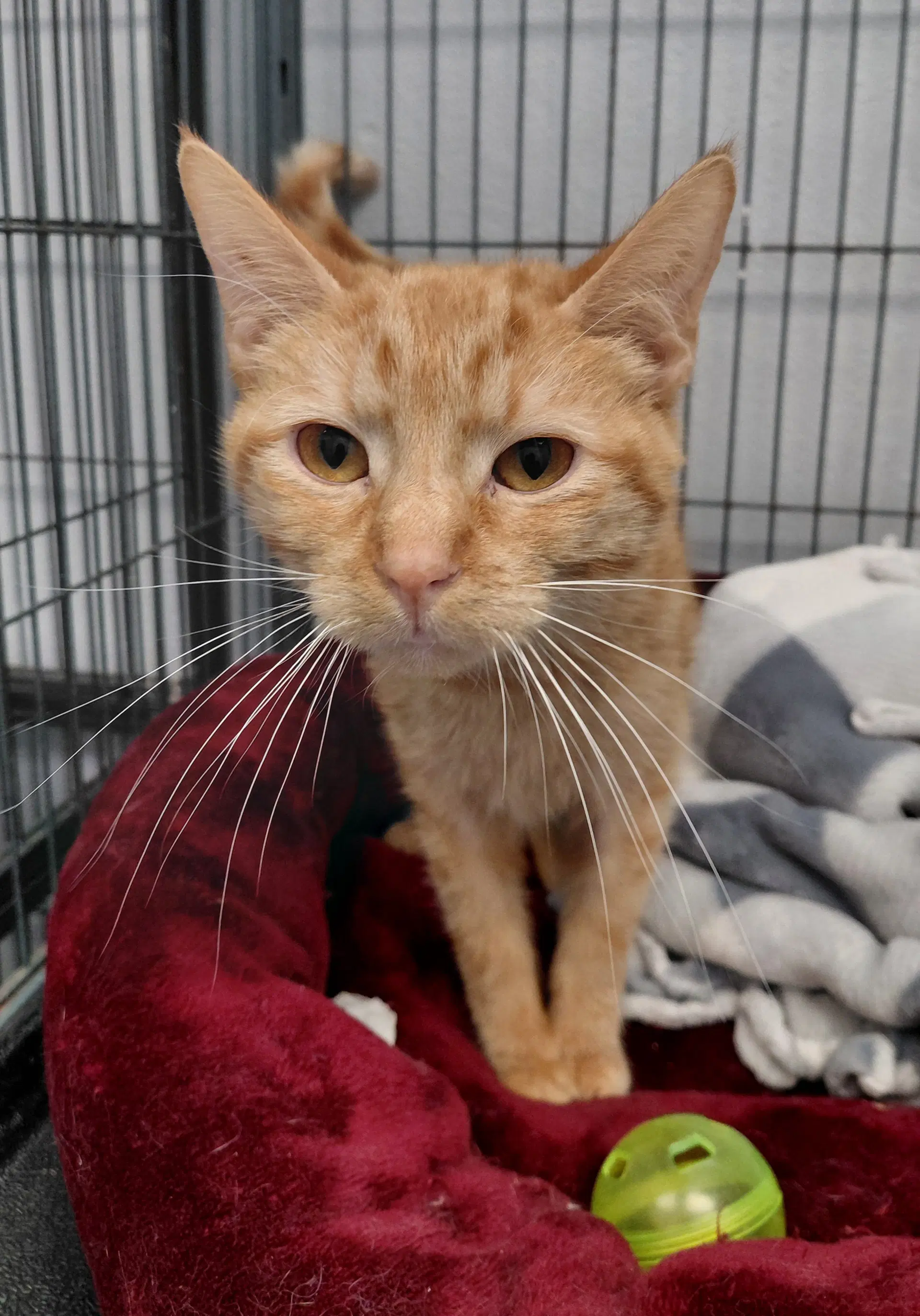 Ella - Domestic Short Hair