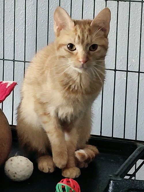 Ella, a cat for adoption from Little Orphan's Animal Rescue, Inc.