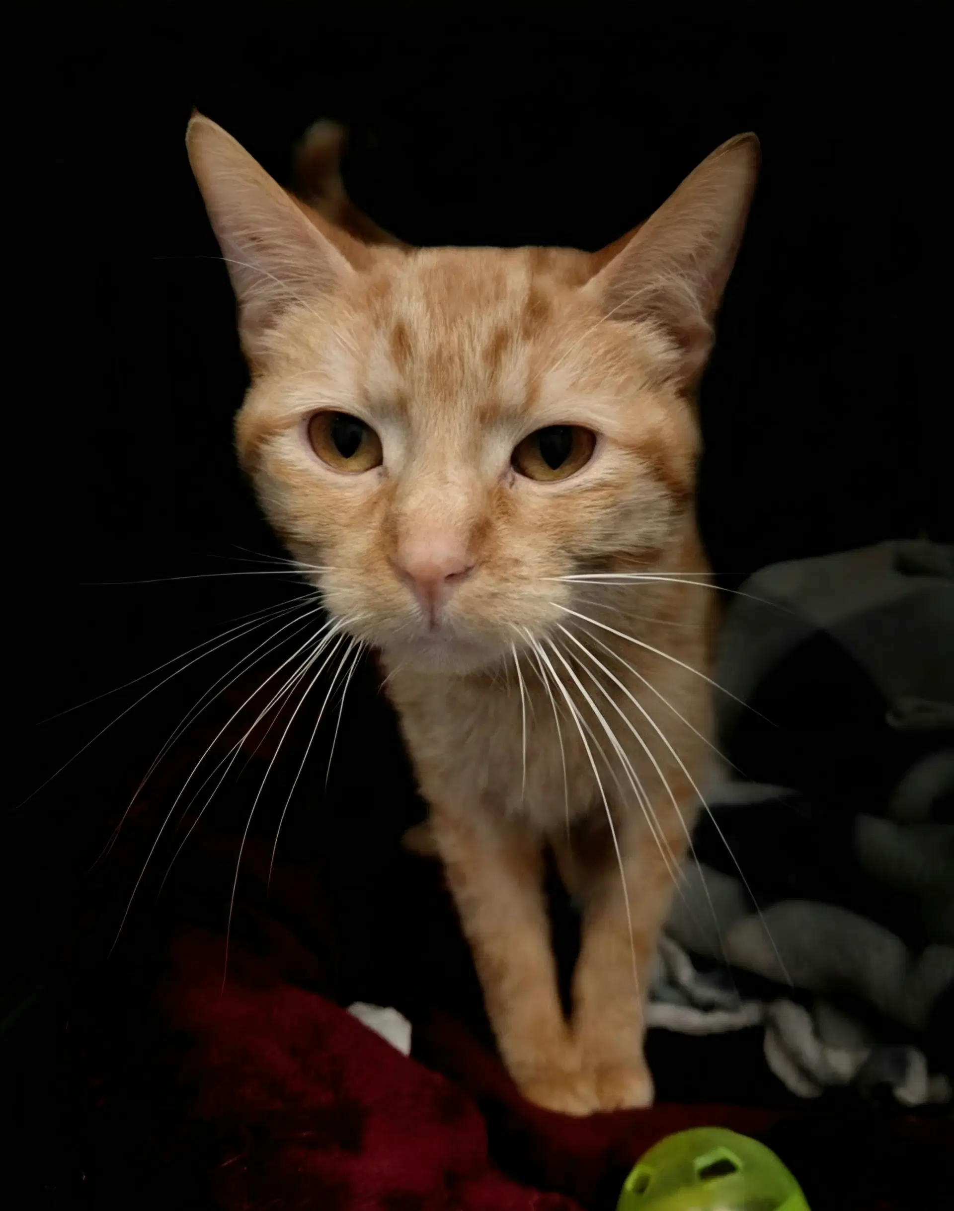 Ella - Domestic Short Hair
