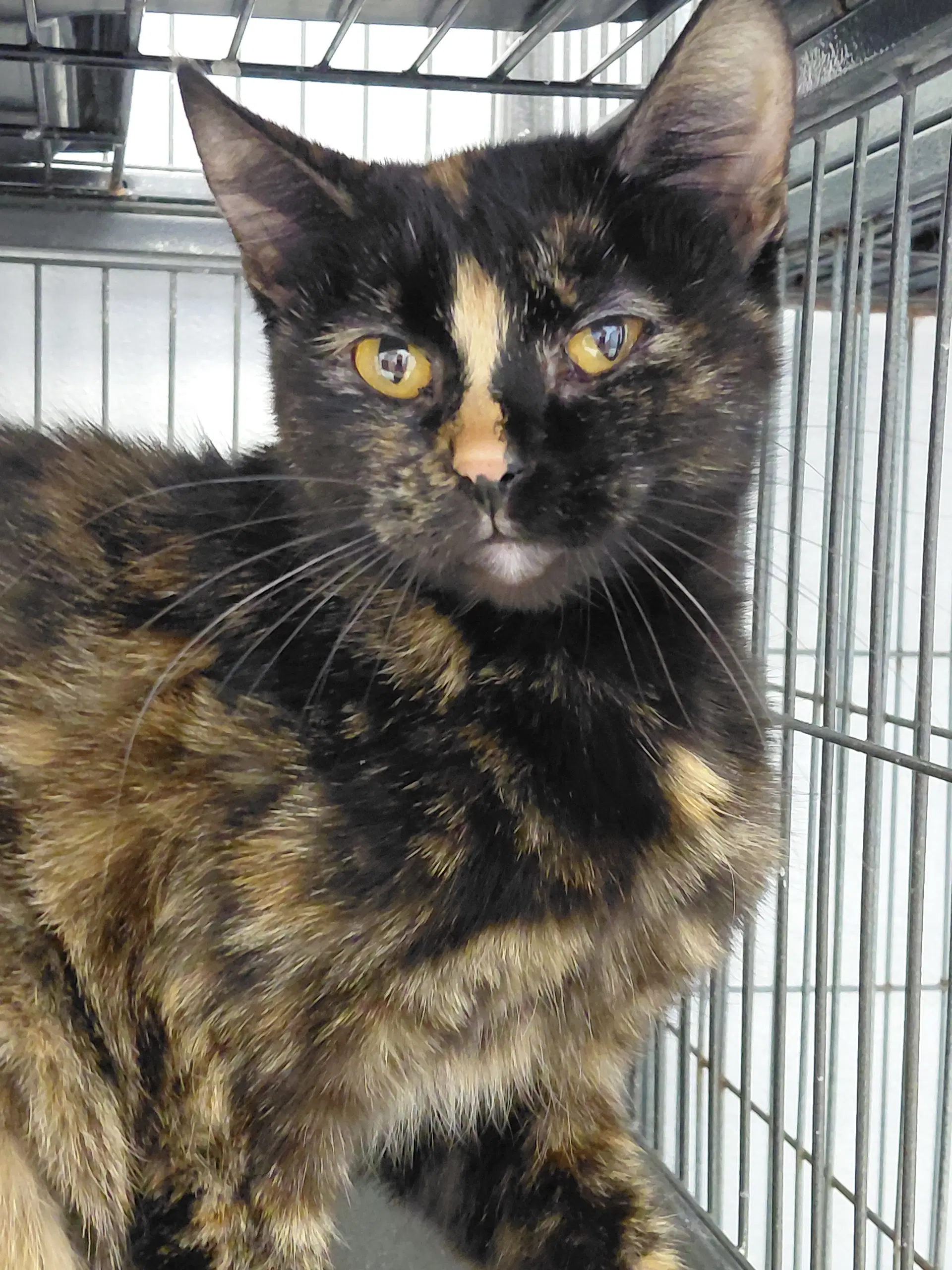 Roxie - Domestic Short Hair