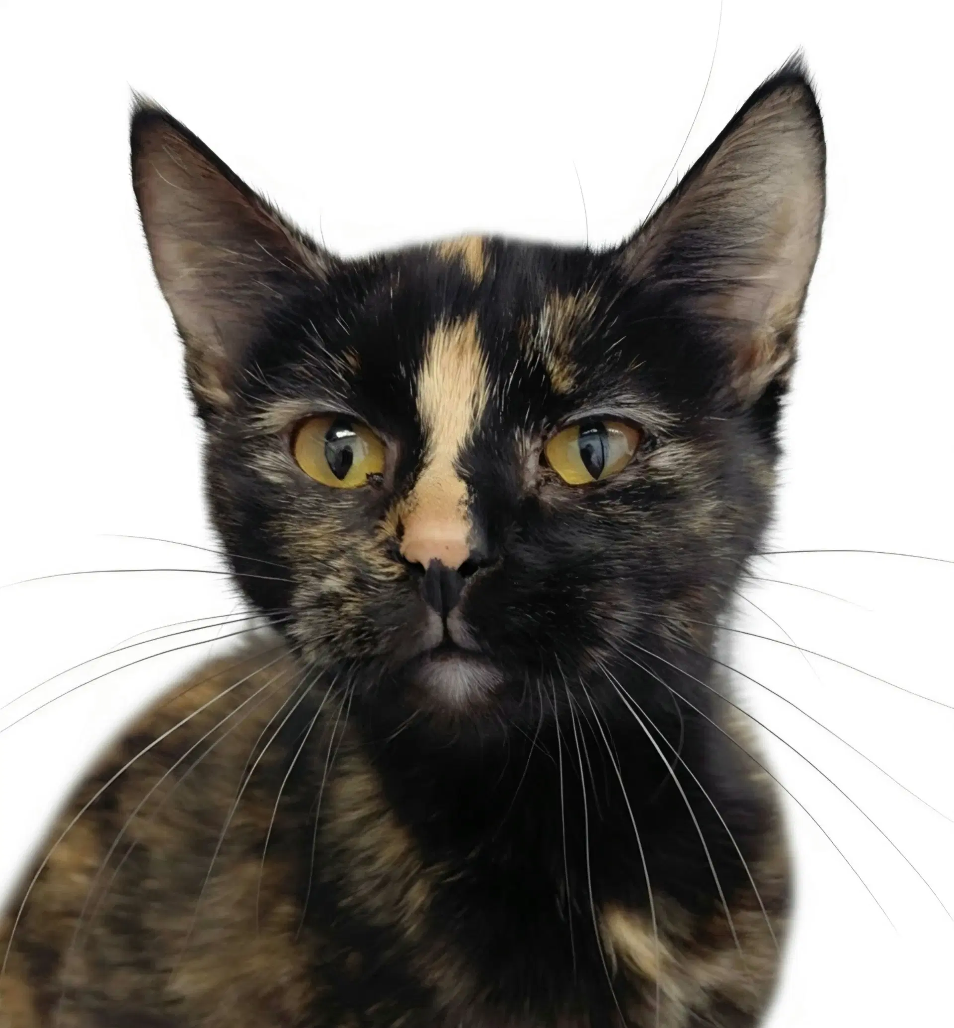 Roxie - Domestic Short Hair