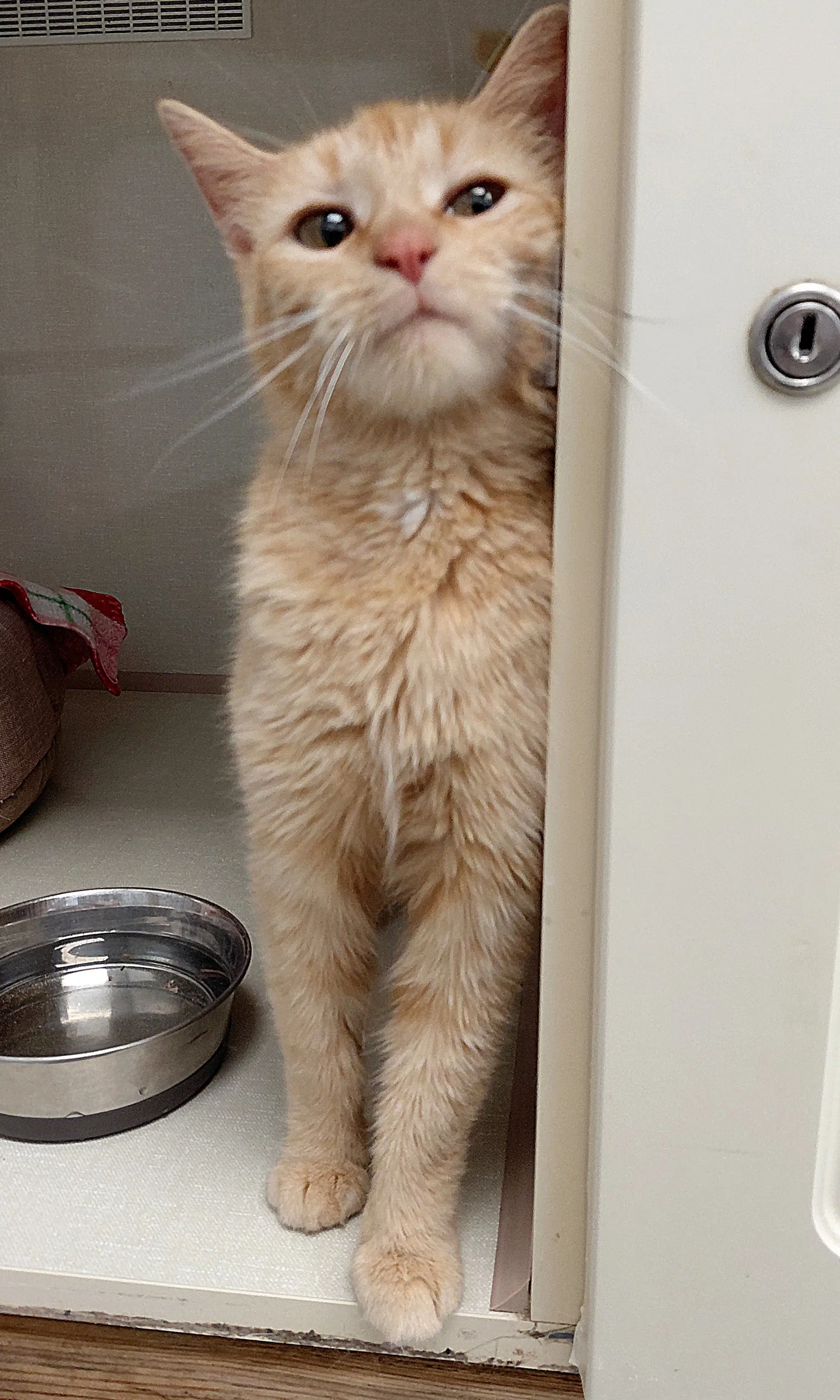 Sunny - Domestic Short Hair
