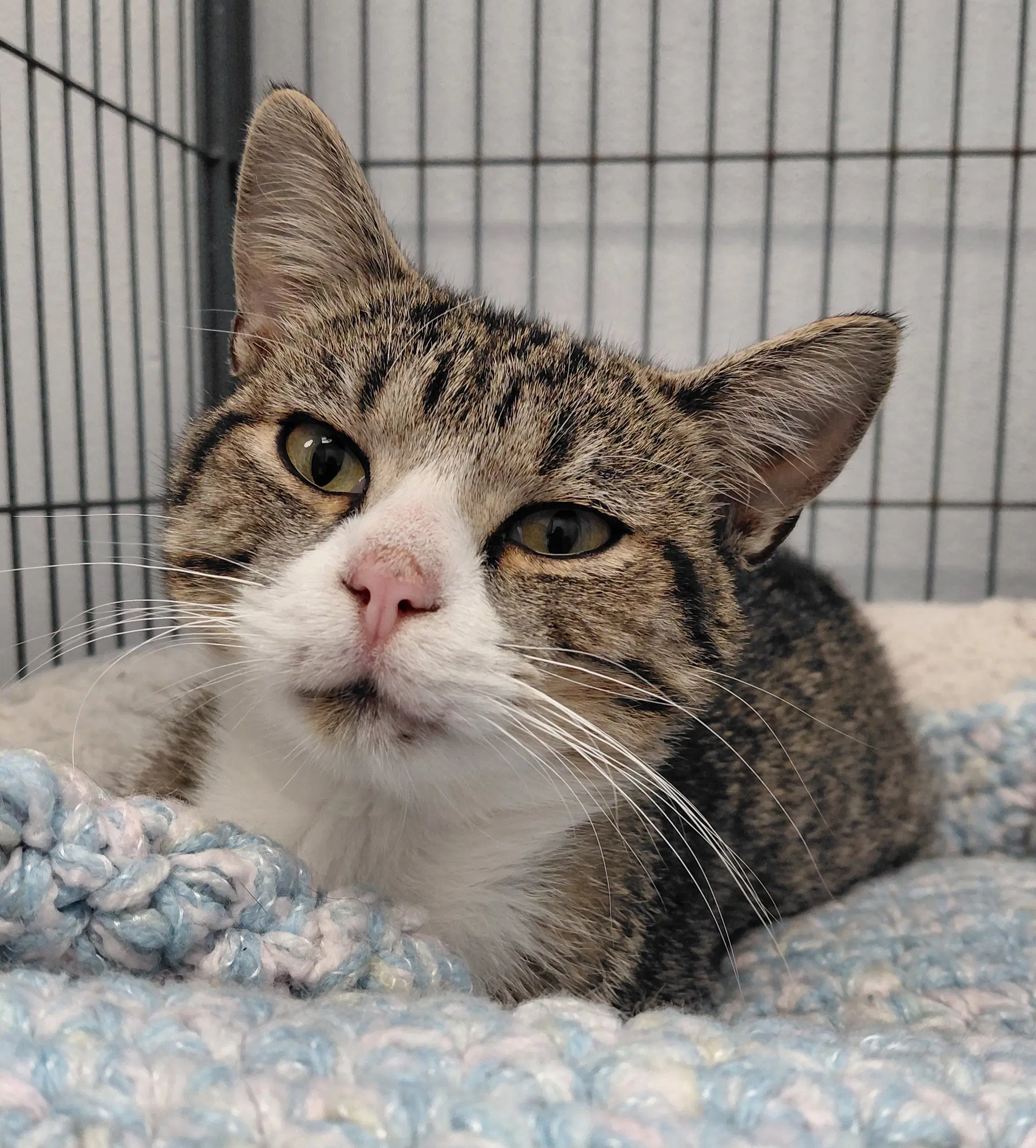 Jimmy - Domestic Short Hair