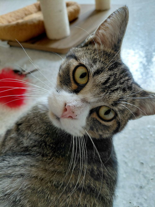 Jimmy, a cat for adoption from Little Orphan's Animal Rescue, Inc.