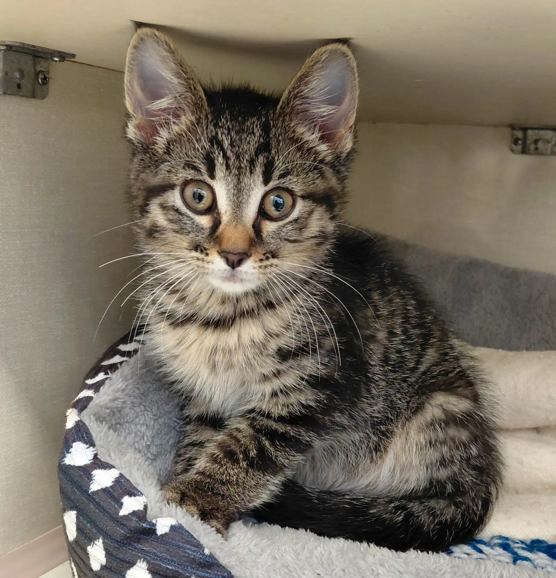 Allie image 2