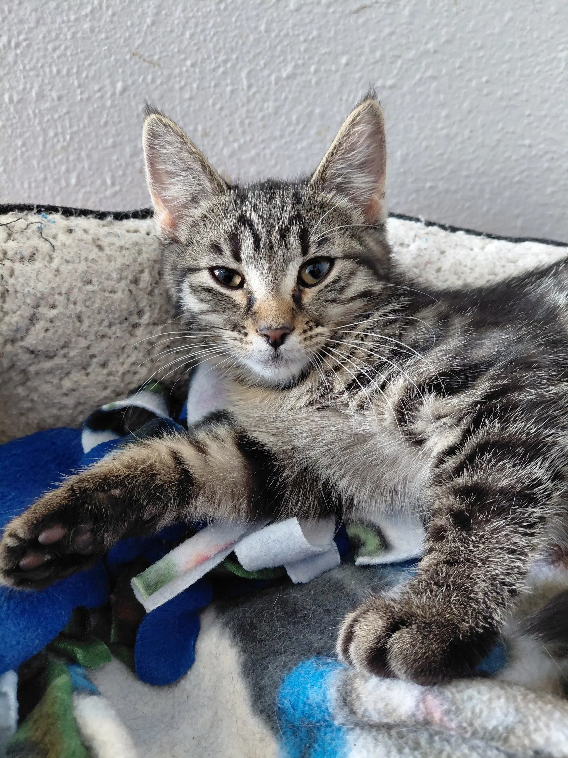 Allie image 3