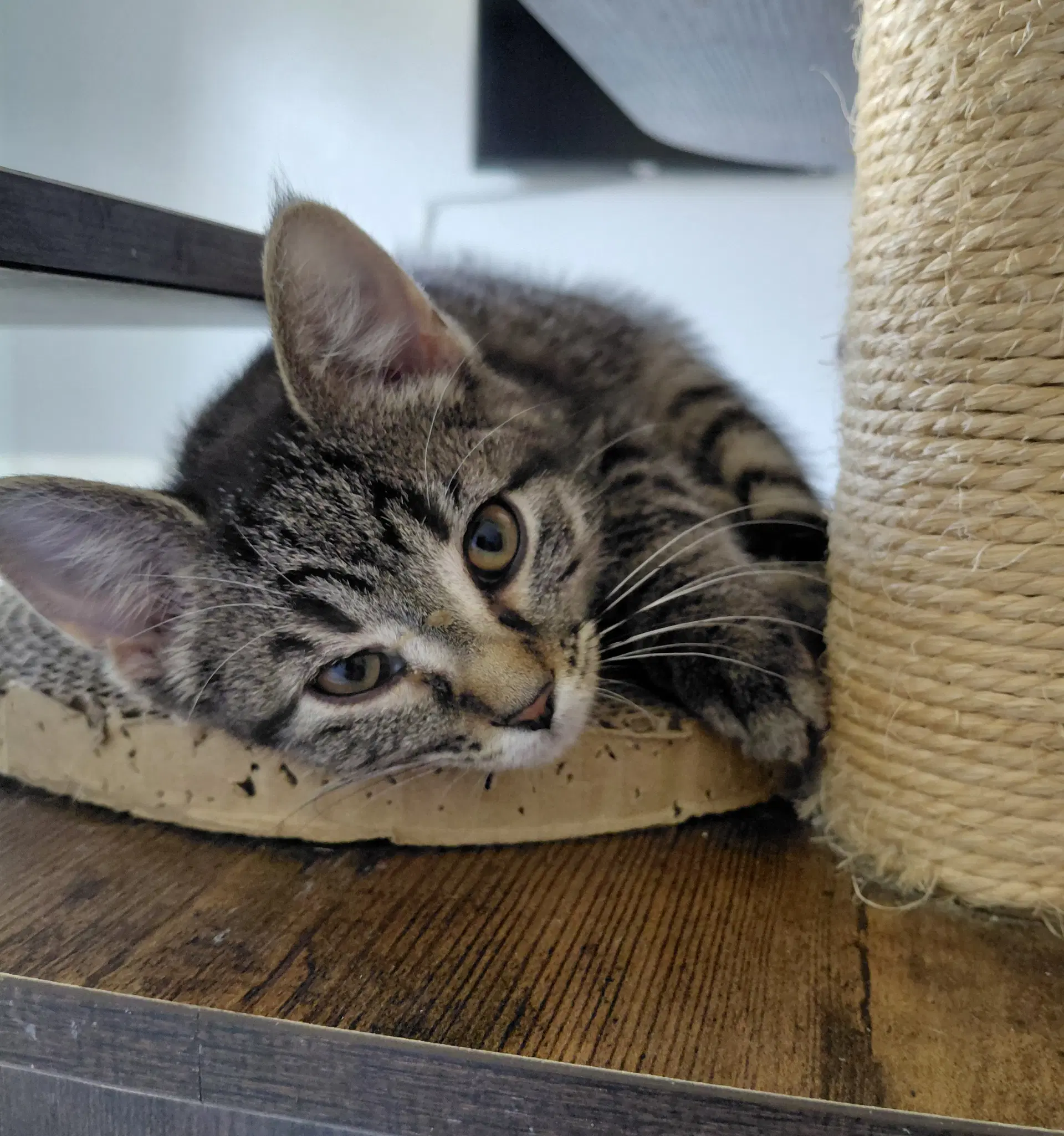 Allie - Domestic Short Hair