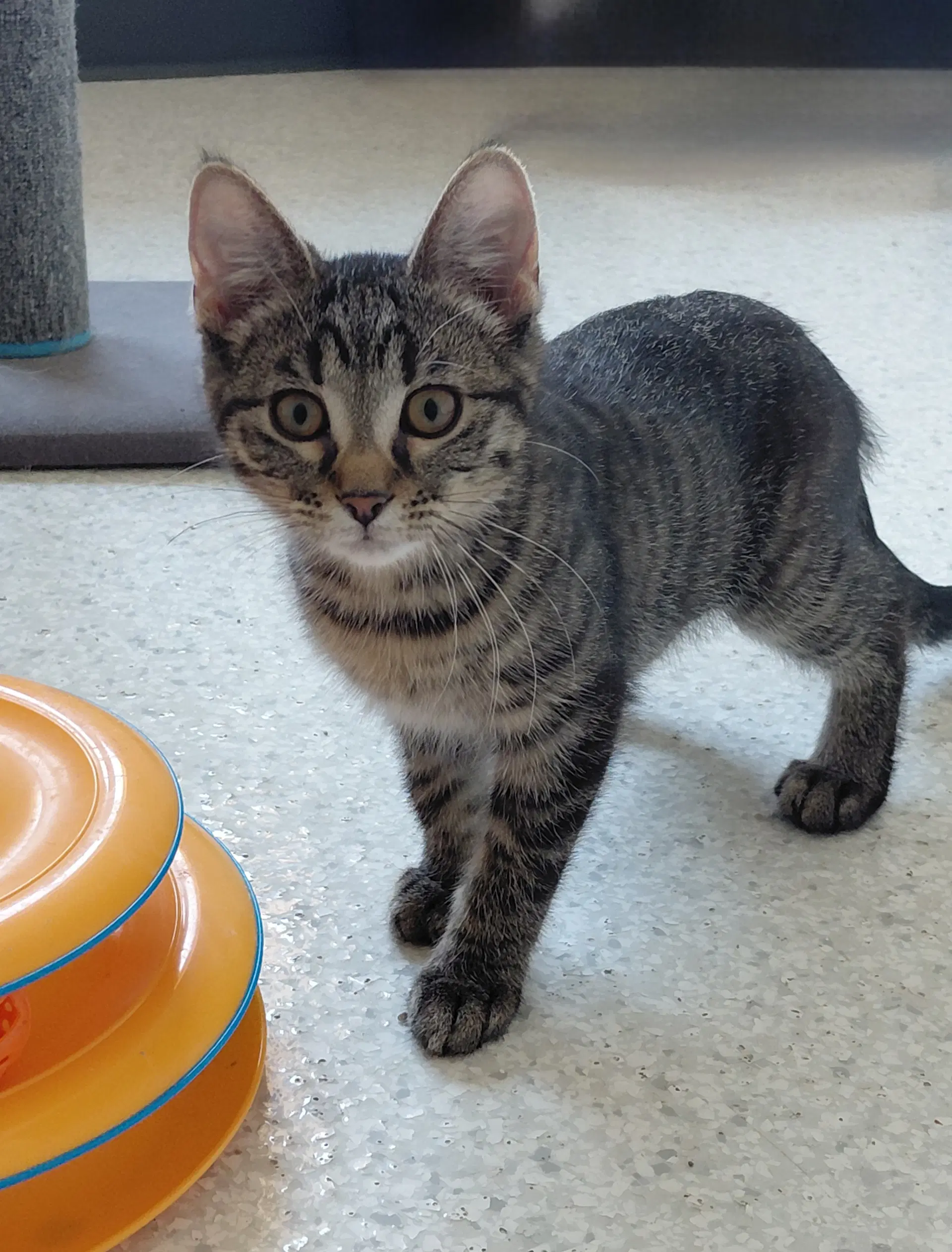 Allie - Domestic Short Hair