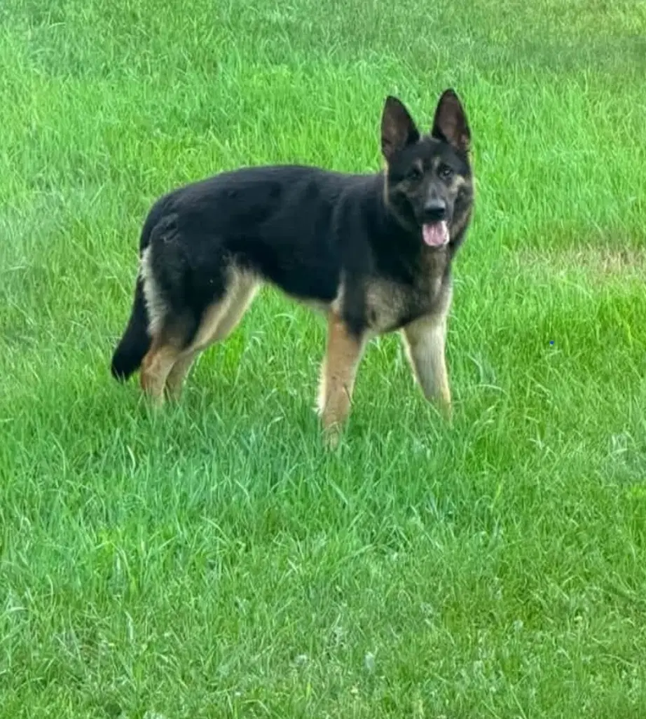 Rosey - German Shepherd Dog