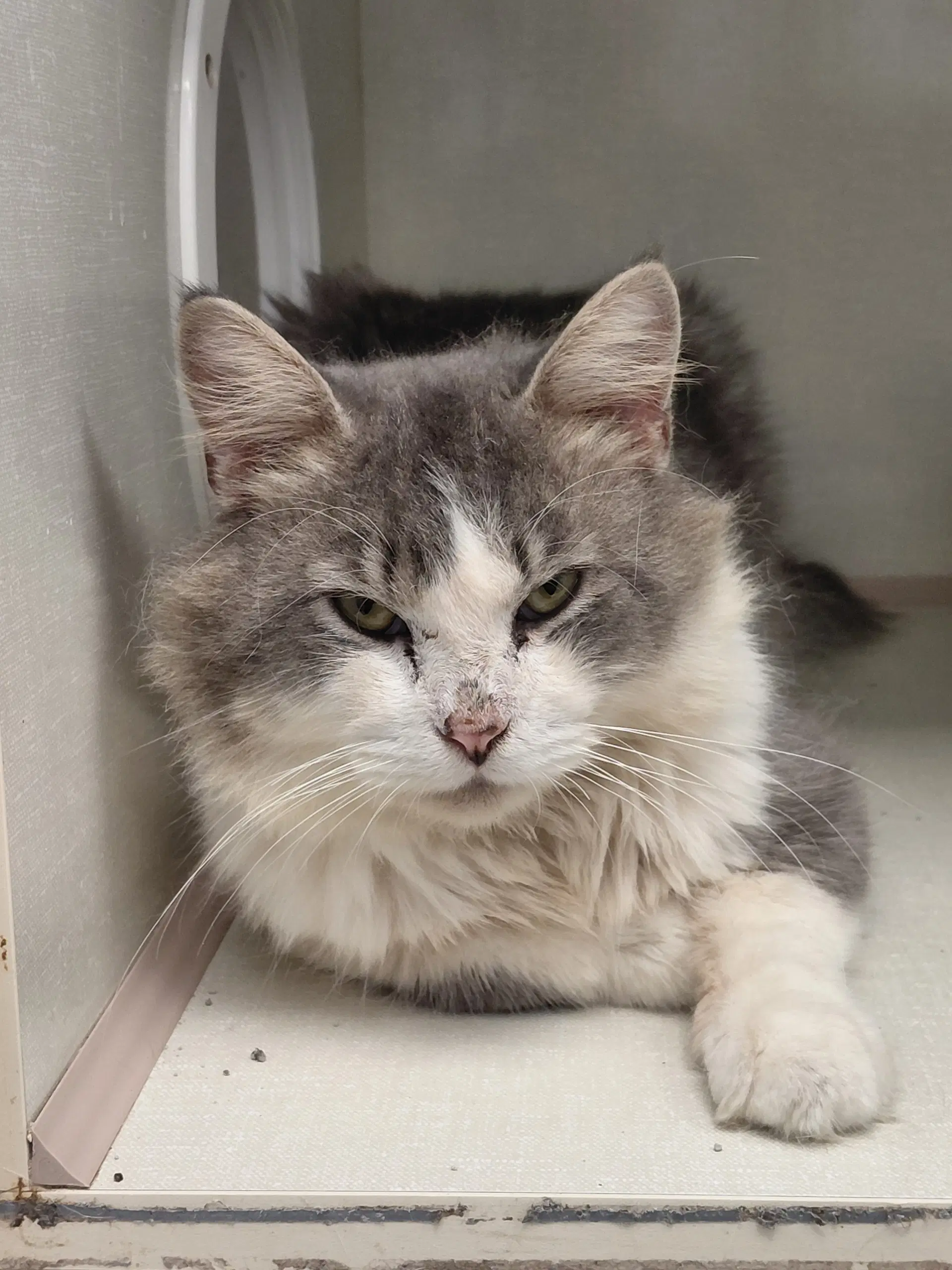 Jacob Big Jake - Domestic Medium Hair