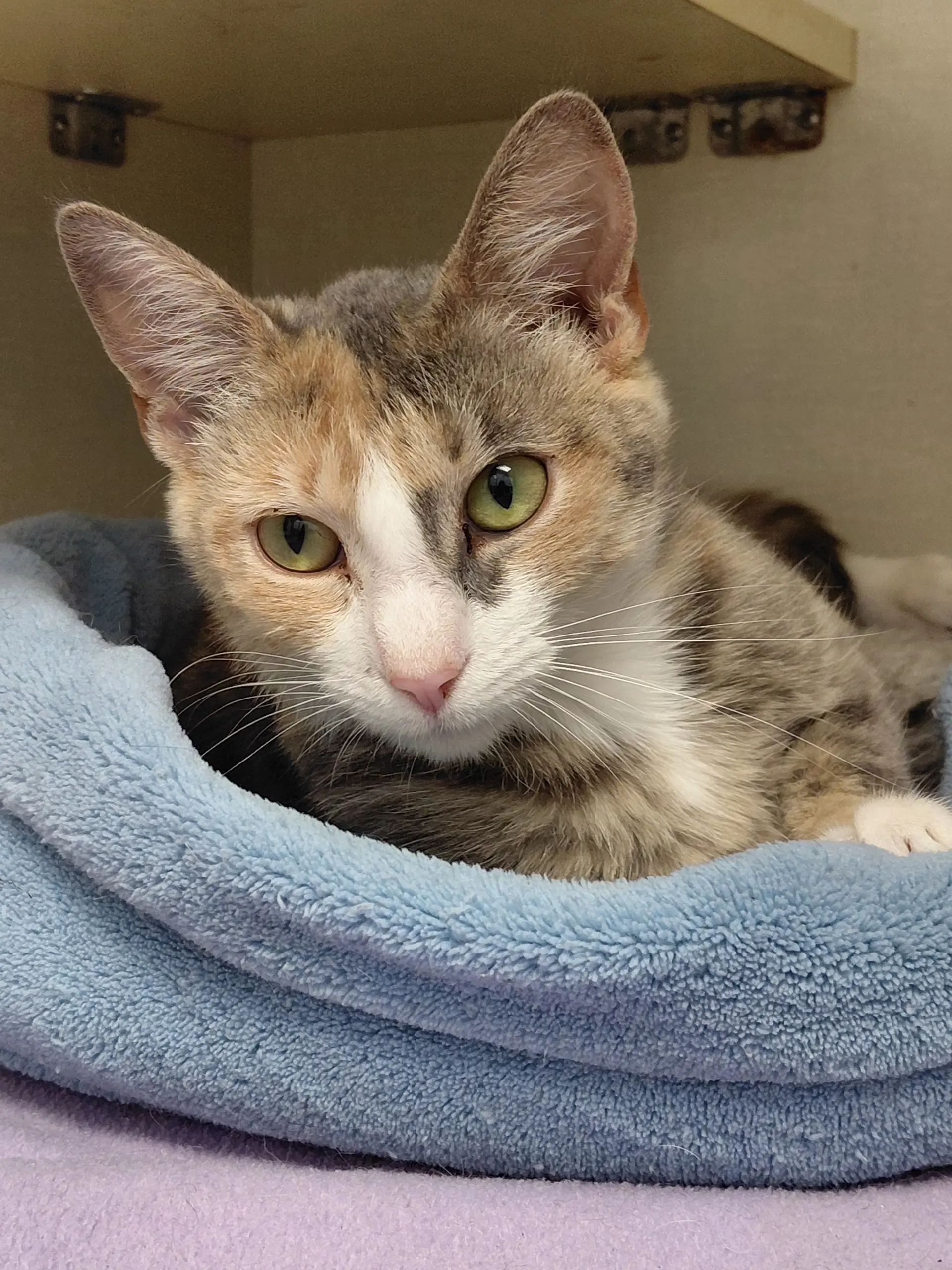 Jasmine - Domestic Short Hair