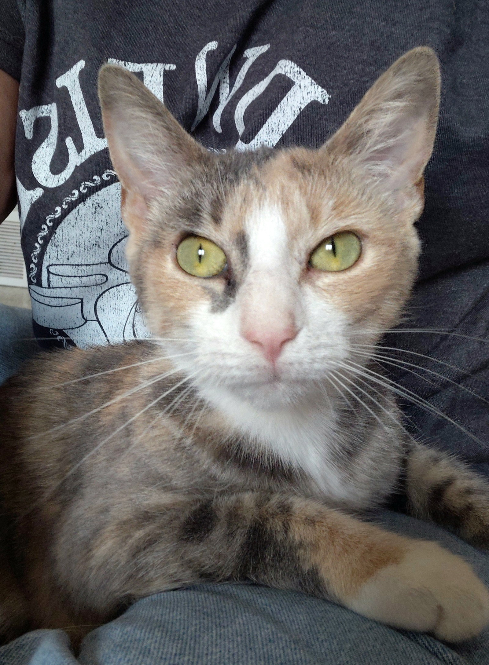 Jasmine, photo 2